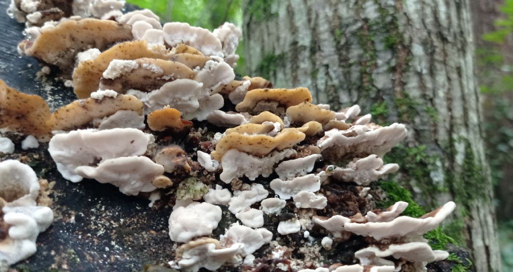 Trametes sp.